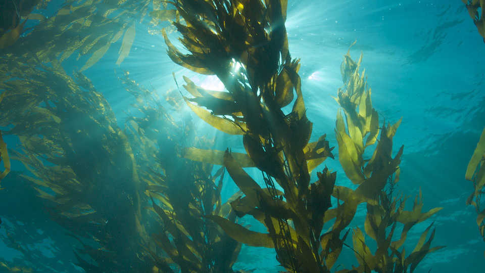 Seaweed - Comfort Food, Inside and Out